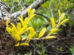 Bulbophyllum clandestinum (Bulbophyllum clandestinum)
