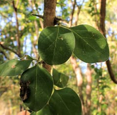 Wild Cinnamon (Canthium armatum)