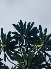 None (Cerberiopsis)