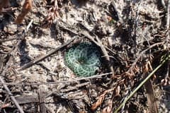 Holothrix brachyloba (Holothrix)