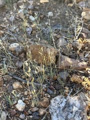Rocket Cress (Erucaria)