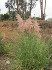 Caña Agria (Gynerium)