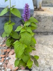 Korean Mint (Agastache rugosa)