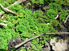 Carolina Azolla (Azolla caroliniana)