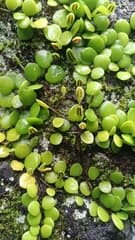 Ribbon fern (Taenitis)
