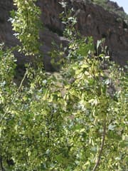 Smallleaf Maple (Acer microphyllum)