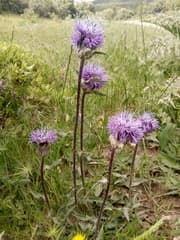 Wild artichoke (Carduncellus)