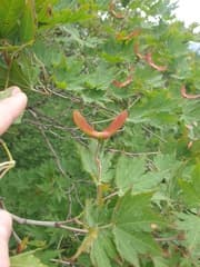 Korean Maple (Acer pseudosieboldianum)