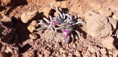 Sand Rose (Anacampseros)
