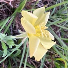 Beach Evening Primrose (Oenothera humifusa)