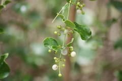 Monkey Rope (Azima sarmentosa)