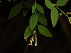 Yellow-flowered false holly (Wikstroemia trichotoma)