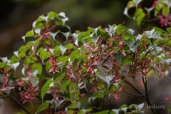 Stachybou Maple (Acer stachyophyllum)
