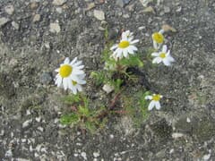 Chamomile (Anthemis)