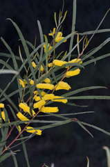 Spearwood (Acacia doratoxylon)