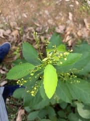 Indian Croton (Baliospermum)