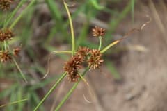 False Nut Sedge (Cyperus pseudovestitus)