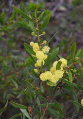 Gummy Wattle (Acacia exudans)