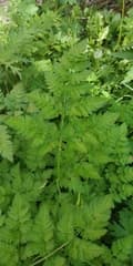 Chervil (Chaerophyllum)
