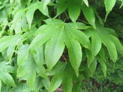 Japanese Maple (Acer amoenum)