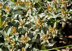 Silver Falls (Argyrotegium)