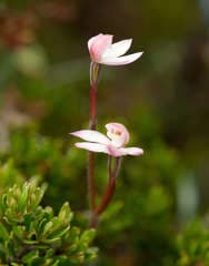 Alpine Spider Orchid (Caladenia alpina)
