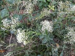 Whitetop (Cardaria draba)
