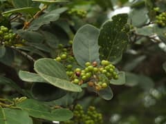 Ghaesembilla (Antidesma ghaesembilla)