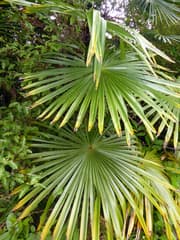 Chinese Fan Palm (Trachycarpus fortunei)