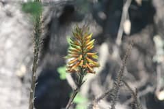 Medicinal Aloe (Aloe officinalis)