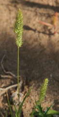Coastal plant (Aegialina)