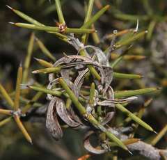 Spreading wattle (Acacia colletioides)