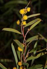 Hall's Wattle (Acacia halliana)