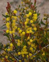 Small-fruit Wattle (Acacia microcarpa)