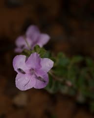Mysore Barleria (Barleria mysorensis)
