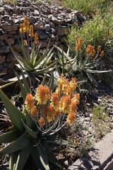 Camper's Aloe (Aloe camperi)