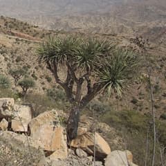Ombet Dragon Tree (Dracaena ombet)