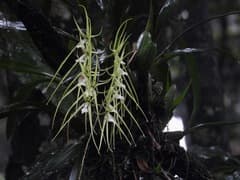 Spider Orchid (Brassia)