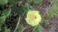 Firecracker plant (Cienfuegosia)