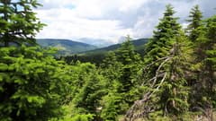 Greek Fir (Abies cephalonica)