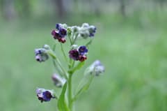 HOUND'S TONGUE (Cynoglossum)