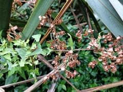 Sorrel (Acetosa sagittata)