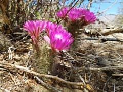 Phellospermum (Phellosperma)