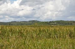 Broadleaf Flatsedge (Cyperus latifolius)
