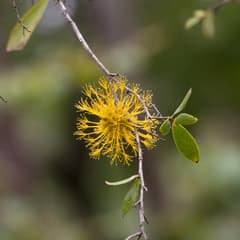 Clustered Myrtle Bush (Asteromyrtus symphyocarpa)