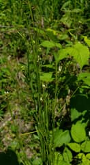Fewflower Rock Cress (Arabis pycnocarpa)