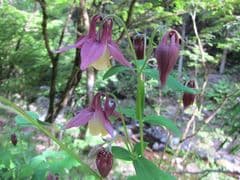Fan Columbine (Aquilegia flabellata)