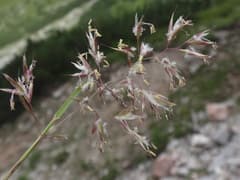 Spike moss (Acrospelion)