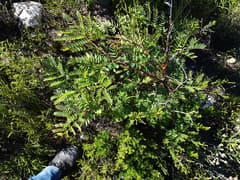 Mountain Cedar Wattle (Acacia elata)