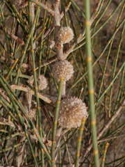 She-oak (Allocasuarina)